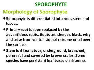 SPOROPHYTE
Morphology of Sporophyte
lSporophyte is differentiated into root, stem and
leaves.
lPrimary root is soon replaced by the
adventitious roots. Roots are slender, black, wiry
and arise from ventral side of rhizome or all over
the surface.
lStem is rhizomatous, underground, branched,
perennial and covered by brown scales. Some
species have persistant leaf bases on rhizome.
 