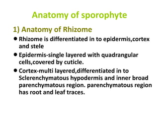 Anatomy of sporophyte
1) Anatomy of Rhizome
lRhizome is differentiated in to epidermis,cortex
and stele
lEpidermis-single layered with quadrangular
cells,covered by cuticle.
lCortex-multi layered,differentiated in to
Sclerenchymatous hypodermis and inner broad
parenchymatous region. parenchymatous region
has root and leaf traces.
 