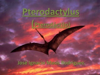 Pterodactylus
(Pterodáctilo)
José Ignacio Masís Rodríguez.
 