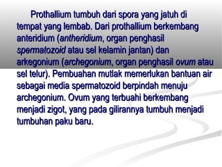 Prothallium tumbuh dari spora yang jatuh di
tempat yang lembab. Dari prothallium berkembang
anteridium (antheridium, organ penghasil
spermatozoid atau sel kelamin jantan) dan
arkegonium (archegonium, organ penghasil ovum atau
sel telur). Pembuahan mutlak memerlukan bantuan air
sebagai media spermatozoid berpindah menuju
archegonium. Ovum yang terbuahi berkembang
menjadi zigot, yang pada gilirannya tumbuh menjadi
tumbuhan paku baru.
 