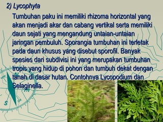 2) Lycophyta
  Tumbuhan paku ini memiliki rhizoma horizontal yang
  akan menjadi akar dan cabang vertikal serta memiliki
  daun sejati yang mengandung untaian-untaian
  jaringan pembuluh. Sporangia tumbuhan ini terletak
  pada daun khusus yang disebut sporofil. Banyak
  spesies dari subdivisi ini yang merupakan tumbuhan
  tropis yang hidup di pohon dan tumbuh dekat dengan
  tanah di dasar hutan. Contohnya Lycopodium dan
  Selaginella.
 