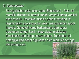 3) Sphenophyta
  Sering disebut paku ekor kuda (Equisetum) . Paku ini
  memiliki rhizoma di bawah tanah tempat batang vertikal
  akan muncul. Peristiwa meiosis pada tumbuhan ini
  terjadi dalam sporangia dan akan menghasilkan spora
  haploid. Gametofit yang berkembang dari spora
  berukuran sangat kecil , tetapi dapat melakukan
  fotosintesis dan hidup secara bebas. Tumbuhan ini
  batangya juga dapat digunakan oleh manusia sebagai
  alat penggosok.
 