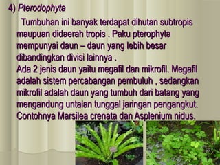 4) Pterodophyta
    Tumbuhan ini banyak terdapat dihutan subtropis
  maupuan didaerah tropis . Paku pterophyta
  mempunyai daun – daun yang lebih besar
  dibandingkan divisi lainnya .
  Ada 2 jenis daun yaitu megafil dan mikrofil. Megafil
  adalah sistem percabangan pembuluh , sedangkan
  mikrofil adalah daun yang tumbuh dari batang yang
  mengandung untaian tunggal jaringan pengangkut.
  Contohnya Marsilea crenata dan Asplenium nidus.
 