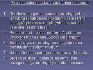 Peranan tumbuhan paku dalam kehidupan manusia

1) Dipelihara sebagai tanaman hias, misalnya paku
   tanduk rusa (platycerium bifurcatum), paku sarang
   burung (Asplenium sp), suplir (Adiantum sp) dan
   paku rane (selaginella sp).
2) Penghasil obat – obatan misalnya: Aspidium sp,
   Dryopteris filix mas, dan Lycopodium clavatum.
3) Sebagai sayuran , misalnya semanggi (marsilea
   crenata) dan pteridium aqualium.
4) Sebagai bahan pupuk hijau , misalnya azolla pinata.
5) Sebagai salah satu bahan dalam pembuatan
   karangan bunga, misalnya Lycopodium cernuum.
 