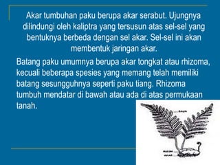 Akar tumbuhan paku berupa akar serabut. Ujungnya
  dilindungi oleh kaliptra yang tersusun atas sel-sel yang
   bentuknya berbeda dengan sel akar. Sel-sel ini akan
                 membentuk jaringan akar.
Batang paku umumnya berupa akar tongkat atau rhizoma,
kecuali beberapa spesies yang memang telah memiliki
batang sesungguhnya seperti paku tiang. Rhizoma
tumbuh mendatar di bawah atau ada di atas permukaan
tanah.
 