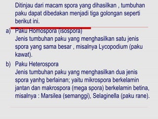 Ditinjau dari macam spora yang dihasilkan , tumbuhan
   paku dapat dibedakan menjadi tiga golongan seperti
   berikut ini.
a) Paku Homospora (isospora)
   Jenis tumbuhan paku yang menghasilkan satu jenis
   spora yang sama besar , misalnya Lycopodium (paku
   kawat).
b) Paku Heterospora
   Jenis tumbuhan paku yang menghasilkan dua jenis
   spora yanhg berlainan; yaitu mikrospora berkelamin
   jantan dan makrospora (mega spora) berkelamin betina,
   misalnya : Marsilea (semanggi), Selaginella (paku rane).
 