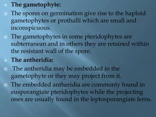  The gametophyte:
 The spores on germination give rise to the haploid
gametophytes or prothalli which are small and
inconspicuous.
 The gametophytes in some pteridophytes are
subterranean and in others they are retained within
the resistant wall of the spore.
 The antheridia:
 The antheridia may be embedded in the
gametophyte or they may project from it.
 The embedded antheridia are commonly found in
eusporangiate pteridophytes while the projecting
ones are usually found in the leptosporangiate ferns.
 