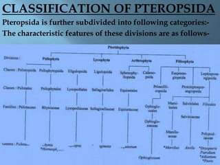 CLASSIFICATION OF PTEROPSIDA
Pteropsida is further subdivided into following categories:-
The characteristic features of these divisions are as follows-
 