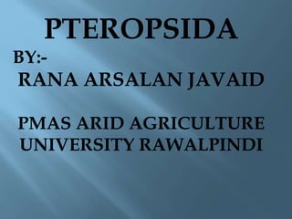 PTEROPSIDA
BY:-
RANA ARSALAN JAVAID
PMAS ARID AGRICULTURE
UNIVERSITY RAWALPINDI
 