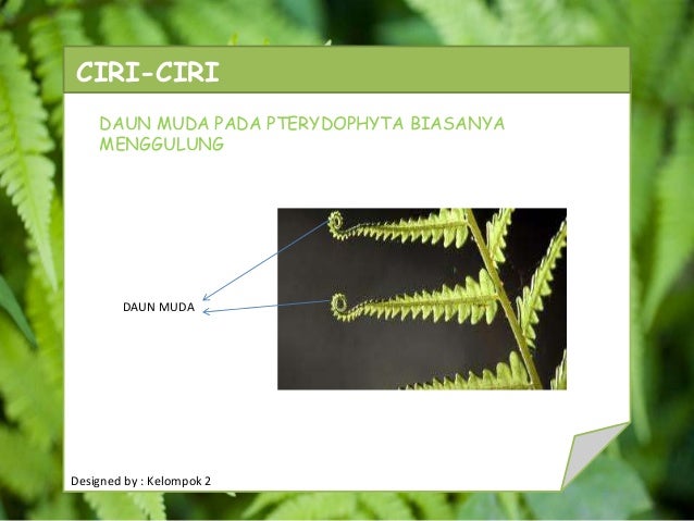 Pterydophyta Tumbuhan Paku Pterydophyta Tumbuhan Paku