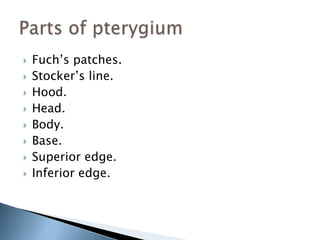  Fuch’s patches.
 Stocker’s line.
 Hood.
 Head.
 Body.
 Base.
 Superior edge.
 Inferior edge.
 