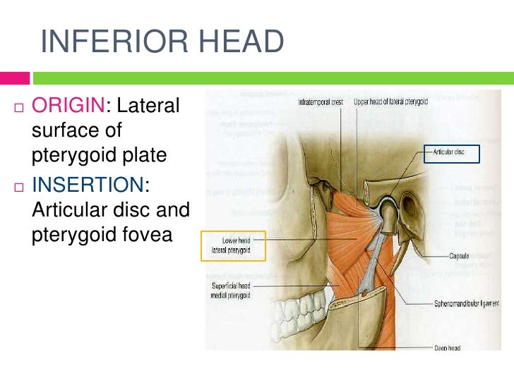 Pterygoid muscles