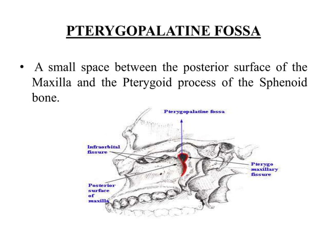 Pterygopalatine Fossa And Approaches By Drashwin Menon 7487