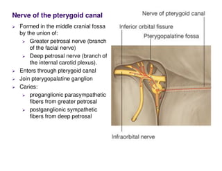 Nerve of the pterygoid canal
Formed in the middle cranial fossa
by the union of:
Greater petrosal nerve (branch
of the facial nerve)
Deep petrosal nerve (branch of
the internal carotid plexus).
Enters through pterygoid canal
Join pterygopalatine ganglion
Caries:
preganglionic parasympathetic
fibers from greater petrosal
postganglionic sympathetic
fibers from deep petrosal
 