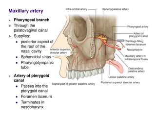 Maxillary artery
Pharyngeal branch
Through the
palatovaginal canal
Supplies:
posterior aspect of
the roof of the
nasal cavity
Sphenoidal sinus
Pharyngotympanic
tube
Artery of pterygoid
canal
Passes into the
pterygoid canal
Foramen lacerum
Terminates in
nasopharynx
 