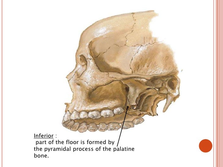 the skull is a complex structure the skull is a complex structure