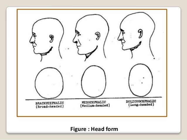 patient evaluation for orthodontic treatment head form