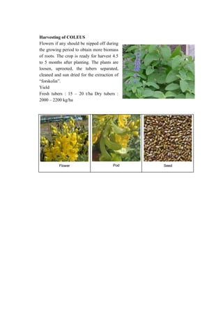 Production technology of flowers, medicinal & aromatic plants | PDF