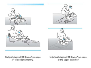 Unilateral diagonal D2 flexion/extension
of the upper extremity
Bilateral diagonal D2 flexion/extension
of the upper extremity
 