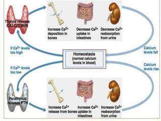 Regulation of Ca Homeostasis

        1 line
          st                       2nd line
Liver, intestine mitochondria
                                • PTH
                                • Vit D
                                • Calcitonin
 