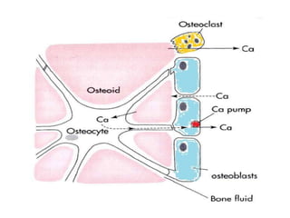 ACTIONS OF PTH ON BONE

 Rapid Phase: (min-hrs.)
 Slow phase: (days- weeks).
 