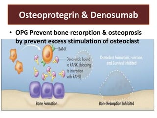 Slow action of PTH




PTH
 