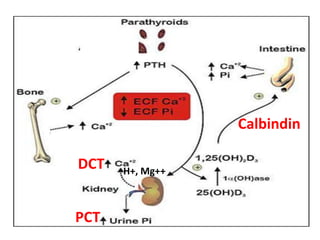 Osteoprotegrin & Denosumab
• OPG Prevent bone resorption & osteoprosis
  by prevent excess stimulation of osteoclast
 