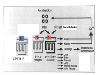 Calbindin

DCT   ++H+, Mg



PCT
 