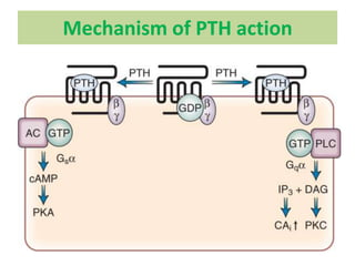 Growth factor



   C     N   N



CPTH-R
 