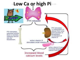 Mechanism of PTH action
 