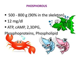 ABSORPTION OF CALCIUM
Upper small intestine
Passive diffusion & active transport.
AFFECTED BY:
Active vit. D3
Local GIT factors:
Acidity of food products & GIT secretion.
Amino acids (Protein meals)
Phosphates & oxalates.
 