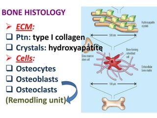 Solubility product
If electrolytes concentration in a
   solution below a certain value
   (the solubility product) not ppt.
   Ca X P = 10                          Ca X P > 10
Calcium and phosphorous in ECF >
  solubility product, but will not
  precipitate due to presence of
  Pyrophosphate (inhibitor).
 