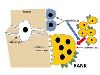 BONE HISTOLOGY
 ECM:
 Ptn: type I collagen
 Crystals: hydroxyapatite
 Cells:
 Osteocytes
 Osteoblasts
 Osteoclasts
(Remodling unit)
 