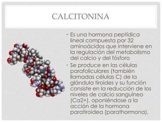 Pth y Calcitonina PPT