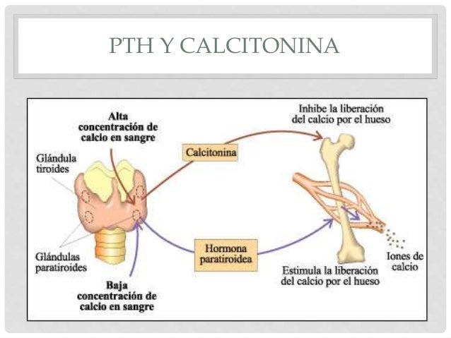 Pth y Calcitonina