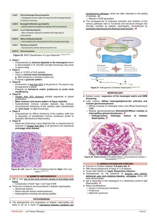 Comprehensive Kidney Pathology I: Glomerular Diseases and Clinical ...
