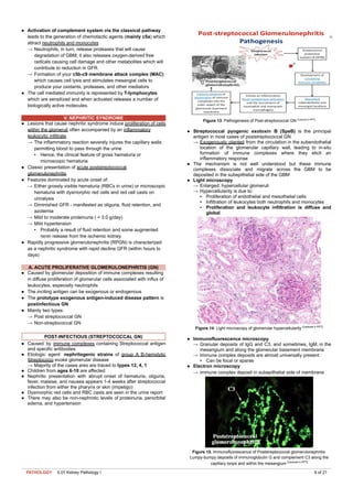 Turnkey Complement Comprehensive Kidney Pathology I: Glomerular Diseases and Clinical ...