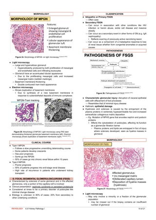 Comprehensive Kidney Pathology I: Glomerular Diseases and Clinical ...
