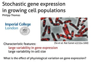 Characteristic features:
large variability in gene expression
large variability in cell size
What is the eﬀect of physiological variation on gene expression?
(So et al. Nat Genet 43:554-560)
Stochastic gene expression
in growing cell populations
Philipp Thomas
 