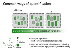 Stochastic gene expression in growing cell populations - Philipp Thomas ...
