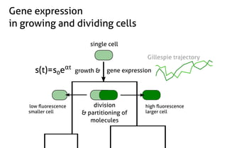 Stochastic gene expression in growing cell populations - Philipp Thomas ...