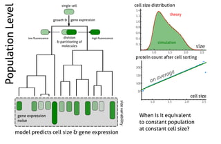Stochastic gene expression in growing cell populations - Philipp Thomas ...