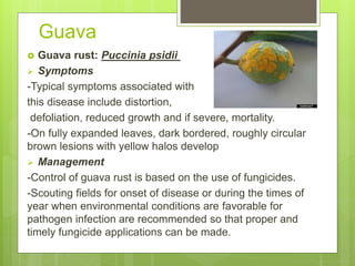 pest and diseases of native india and their management | PPTX