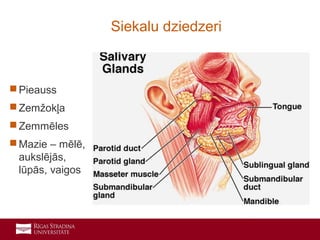 3
 Pieauss
 Zemžokļa
 Zemmēles
 Mazie – mēlē,
aukslējās,
lūpās, vaigos
Siekalu dziedzeri
 