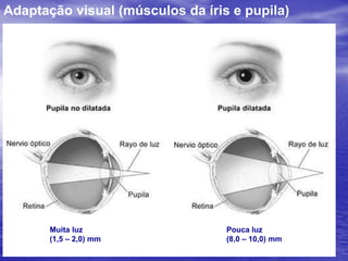 16) A que distância, em cm, de um anteparo, deve-se colocar uma lente de distância focal 9 cm para que uma fonte luminosa puntiforme localizada a 1 m do anteparo produza neste uma imagem nítida e reduzida da fonte.a) 10		 b) 50 		c) 20 		d) 18 		e) 9p’ = 100 – p9 = p.(100-p)/p+100-p900 = 100p-p²p² -100p + 900 = 0p = (100+√100² - 4.1.900)/2p = (100+√6400)/2p = (100+80)/2p1 = 100-80 / 2 = 10 cmp2 = 100 + 80 / 2 = 90 cmResp.: Ap+p’=1m = 100 cmF = p.p’/ (p+p’)F = 9cm