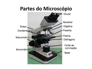 Partes do Microscópio
 