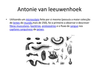 Antonie van leeuwenhoek
• Utilizando um microscópio feito por si mesmo (possuía a maior colecção
de lentes do mundo,mais de 250), foi o primeiro a observar e descrever
fibras musculares, bactérias, protozoários e o fluxo de sangue nos
capilares sanguíneos de peixes.
 