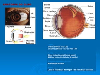 Lentes córnea (difração fixa; 42D)  cristalino (difração variável; mais 12D)  Pupila  Miose (músculo constritor da pupila) Midriase (músculo dilatador da pupila ) Músculos extrínsecos do olho  Movimentos oculares Retina Local de focalização da imagem e de Transdução sensorial ANATOMIA DO OLHO 