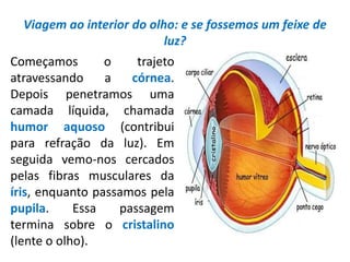 Viagem ao interior do olho: e se fossemos um feixe de
luz?
Começamos o trajeto
atravessando a córnea.
Depois penetramos uma
camada líquida, chamada
humor aquoso (contribui
para refração da luz). Em
seguida vemo-nos cercados
pelas fibras musculares da
íris, enquanto passamos pela
pupila. Essa passagem
termina sobre o cristalino
(lente o olho).
 