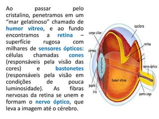Ao passar pelo
cristalino, penetramos em um
“mar gelatinoso” chamado de
humor vítreo, e ao fundo
encontramos a retina –
superfície rugosa com
milhares de sensores ópticos:
células chamadas cones
(responsáveis pela visão das
cores) e bastonetes
(responsáveis pela visão em
condições de pouca
luminosidade). As fibras
nervosas da retina se unem e
formam o nervo óptico, que
leva a imagem até o cérebro.
 